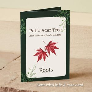 The Patio Acer Tree Gift Gift Option