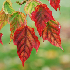 Viper Acer Tree | Acer davidii | Snake Bark Maple Ornamental Trees