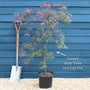 Red Weeping Japanese Maple Tree | Acer palmatum 'Garnet' Ornamental Trees