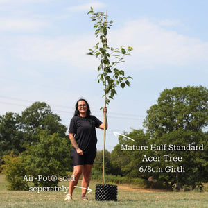 Snake Bark Maple | Acer davidii 'Viper' Ornamental Trees