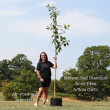 Snake Bark Maple | Acer davidii 'Viper' Ornamental Trees