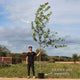 Freeman Maple Tree | Acer x freemanii 'Autumn Blaze' Ornamental Trees