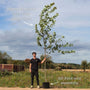 Freeman Maple Tree | Acer x freemanii 'Autumn Blaze' Ornamental Trees