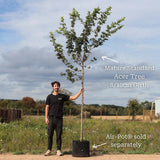 Field Maple Tree | Acer campestre Ornamental Trees