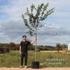 Field Maple Tree | Acer campestre Ornamental Trees