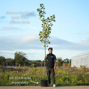 Acer platanoides 'Drummondii' | Variegated Maple Tree Ornamental Trees