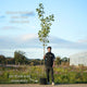 Acer platanoides 'Drummondii' | Variegated Maple Tree Ornamental Trees
