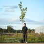 Acer platanoides 'Drummondii' | Variegated Maple Tree Ornamental Trees