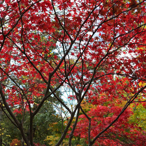 Japanese Maple Hedging | Acer palmatum Shrubs