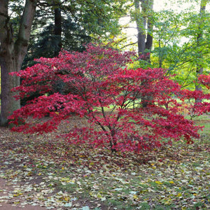 Japanese Maple Hedging | Acer palmatum Shrubs