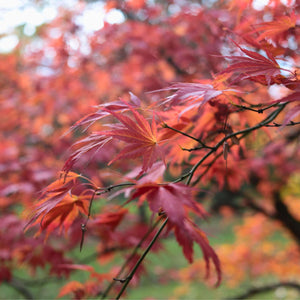 Purple Japanese Maple Tree | Acer palmatum 'Atropurpureum' Ornamental Trees