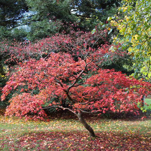 Purple Japanese Maple Tree | Acer palmatum 'Atropurpureum' Ornamental Trees
