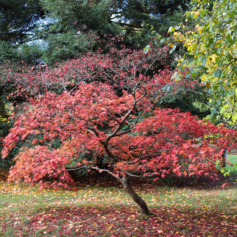 Purple Japanese Maple Tree | Acer palmatum 'Atropurpureum' Ornamental Trees