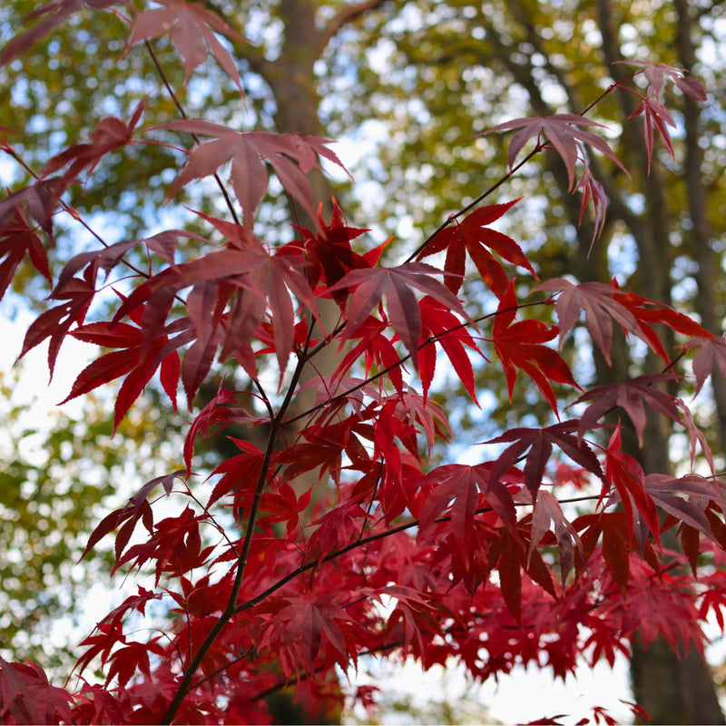 Purple Japanese Maple Tree | Acer palmatum 'Atropurpureum' Ornamental Trees