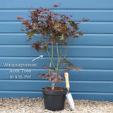 Purple Japanese Maple Tree | Acer palmatum 'Atropurpureum' Ornamental Trees
