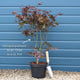 Purple Japanese Maple Tree | Acer palmatum 'Atropurpureum' Ornamental Trees