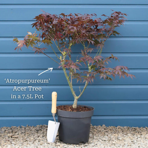 Purple Japanese Maple Tree | Acer palmatum 'Atropurpureum' Ornamental Trees