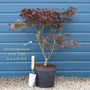 Purple Japanese Maple Tree | Acer palmatum 'Atropurpureum' Ornamental Trees