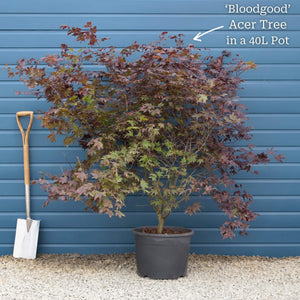 Japanese Maple Tree | Acer palmatum 'Bloodgood' Ornamental Trees