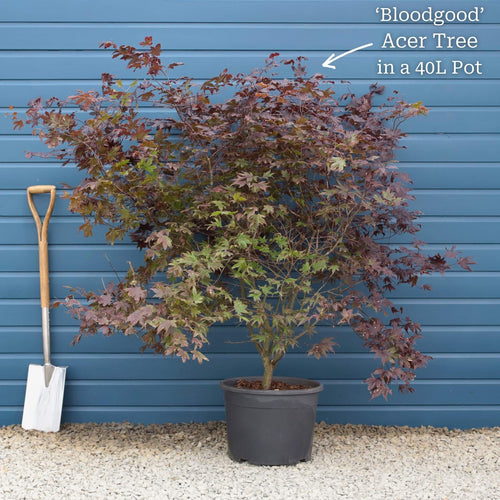 Japanese Maple Tree | Acer palmatum 'Bloodgood' Ornamental Trees