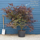 Japanese Maple Tree | Acer palmatum 'Bloodgood' Ornamental Trees