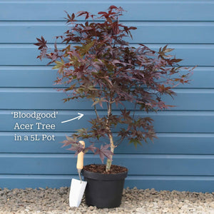 Japanese Maple Tree | Acer palmatum 'Bloodgood' Ornamental Trees