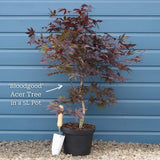 Japanese Maple Tree | Acer palmatum 'Bloodgood' Ornamental Trees