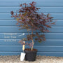Japanese Maple Tree | Acer palmatum 'Bloodgood' Ornamental Trees