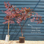 Japanese Maple Tree | Acer palmatum 'Bloodgood' Ornamental Trees