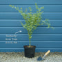 Japanese Maple Tree | Acer palmatum 'Butterfly' Ornamental Trees