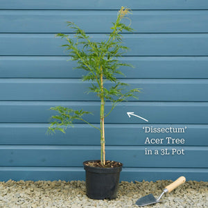 Green Weeping Japanese Maple Tree | Acer palmatum 'Dissectum' Ornamental Trees