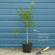 Green Weeping Japanese Maple Tree | Acer palmatum 'Dissectum' Ornamental Trees