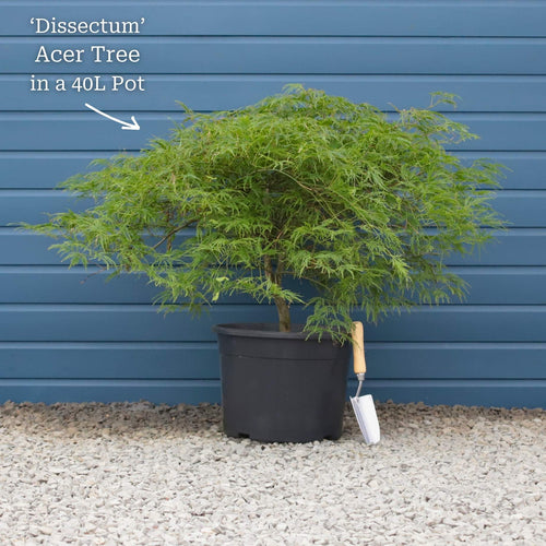 Green Weeping Japanese Maple Tree | Acer palmatum 'Dissectum' Ornamental Trees