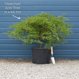 Green Weeping Japanese Maple Tree | Acer palmatum 'Dissectum' Ornamental Trees
