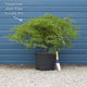 Green Weeping Japanese Maple Tree | Acer palmatum 'Dissectum' Ornamental Trees