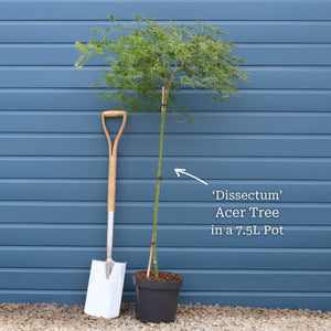 Green Weeping Japanese Maple Tree | Acer palmatum 'Dissectum' Ornamental Trees