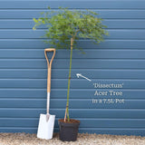 Green Weeping Japanese Maple Tree | Acer palmatum 'Dissectum' Ornamental Trees