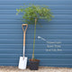 Green Weeping Japanese Maple Tree | Acer palmatum 'Dissectum' Ornamental Trees