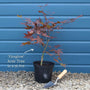 Red Japanese Maple Tree | Acer palmatum 'Fireglow' Ornamental Trees