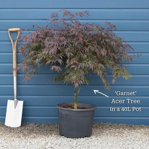 Red Weeping Japanese Maple Tree | Acer palmatum 'Garnet' Ornamental Trees