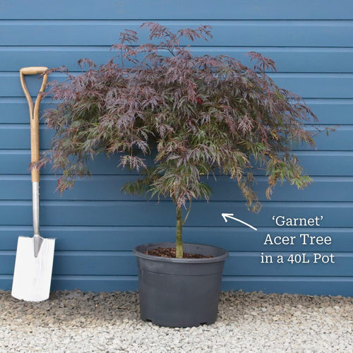 Red Weeping Japanese Maple Tree | Acer palmatum 'Garnet' Ornamental Trees