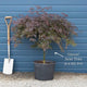 Red Weeping Japanese Maple Tree | Acer palmatum 'Garnet' Ornamental Trees