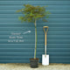 Red Weeping Japanese Maple Tree | Acer palmatum 'Garnet' Ornamental Trees