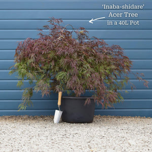Patio Acer Tree | Acer palmatum 'Inaba-shidare' Ornamental Trees