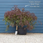 Patio Acer Tree | Acer palmatum 'Inaba-shidare' Ornamental Trees