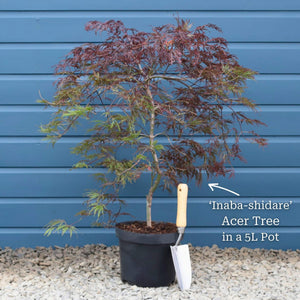 Patio Acer Tree | Acer palmatum 'Inaba-shidare' Ornamental Trees