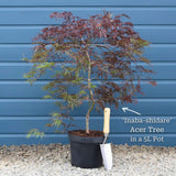 Patio Acer Tree | Acer palmatum 'Inaba-shidare' Ornamental Trees