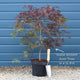 Patio Acer Tree | Acer palmatum 'Inaba-shidare' Ornamental Trees