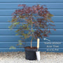 Patio Acer Tree | Acer palmatum 'Inaba-shidare' Ornamental Trees