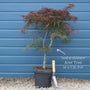 Patio Acer Tree | Acer palmatum 'Inaba-shidare' Ornamental Trees